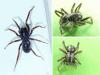Oedignatha scrobiculata